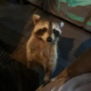 Отель Racoon Lodge, фото 28