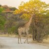 Отель Eagle Tented Lodge & Spa Etosha, фото 12