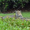 Отель SouthWild Pantanal Lodge, фото 7