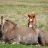 Отель Neðra-Vatnshorn, фото 46