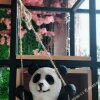 Отель Bifeng Renjia Panda Hotel, фото 2