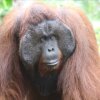 Отель Arut Riverside Orangutan Guest house, фото 10