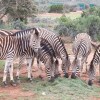 Отель Valley Bushveld Country Lodge, фото 15