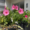 Отель MY HUMBLE HOUSE - elegante appartamento con patio, фото 5