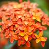 Отель Chalet Suisse, фото 25
