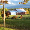 Отель Maple Hill Farm Inn, фото 17