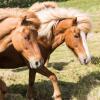 Отель Klara's Farm Holidays, фото 15