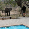 Отель Antares Bush Camp & Safaris - Hostel, фото 9
