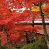 Отель Shikino Yado Minoya Hotel, фото 12