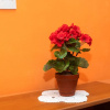 Отель Apartment Andelka, фото 15