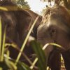 Отель Anantara Golden Triangle Elephant Camp & Resort, фото 22