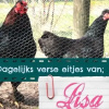 Отель Bed and Breakfast Radijsje, фото 2