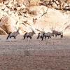 Отель Ondundu Etosha Lodge, фото 18