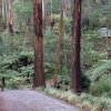 Отель Fernglen Forest Retreat of Mount Dandenong (Self Contained Bed And Breakfast Cottages), фото 20