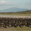 Отель Lemala Ndutu Camp, фото 13