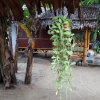 Отель Khanum Songpeenong, фото 15