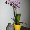 Отель Ground Floor 1 Bedroom Flat, фото 9