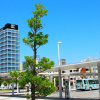 Отель Cocochee Hotel Numazu, фото 1