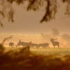 Отель Les 12 Bois du Cerf, фото 30