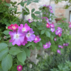 Отель Villa Medicea Lo Sprocco, фото 10