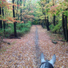 Отель Pinegrove Family Dude Ranch, фото 4