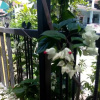 Отель SPOT ON 1842 Cevilla Bnb Residence Syariah, фото 23