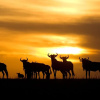 Отель Sayari Camp - All Inclusive, фото 13