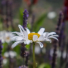 Отель Casas Tipicas Candelaria Tabua, фото 16