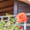 Отель villa salis 1, фото 1