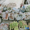 Отель Enshi Chuqige Homestay, фото 11
