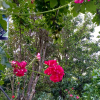 Отель Pear Tree Inn, фото 6