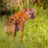 Отель Africamps at Hoedspruit, фото 29