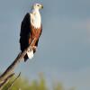 Отель Tshima Bush Camp, фото 4