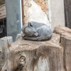 Отель JI Neve Tzedek Tel Aviv, фото 27