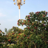 Отель Red Flag Canal Intl Youth Hostel, фото 11