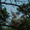 Отель Albatros. Hotel, фото 14