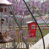 Отель The Iris Garden Downtown Cottages and Suites, фото 31