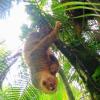 Отель Sloth House, фото 31