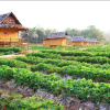 Отель Pai See Tong Strawberry Farm Resort, фото 3