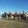 Отель Sahara Camels Camp, фото 14