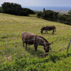 Отель Silver Oaks Ranch, фото 10