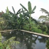 Отель Villa Bawean Terrace Cipanas, фото 14