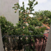 Отель Galya Otel Alacati, фото 16