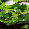 Отель Gion Guesthouse Yururi, фото 33