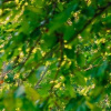 Отель Hypnos Sapanca Glamping & Spa, фото 42