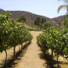 Отель Vineyard Hacienda, фото 16