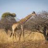 Отель Ritsako Game Lodge, фото 19