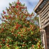 Отель Hawthorn Lodge в Парке Bushy Park