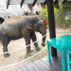 Отель Jetwing Safari Camp - All Inclusive, фото 5