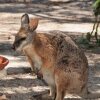 Отель Kangaroo Island Wilderness Retreat, фото 8